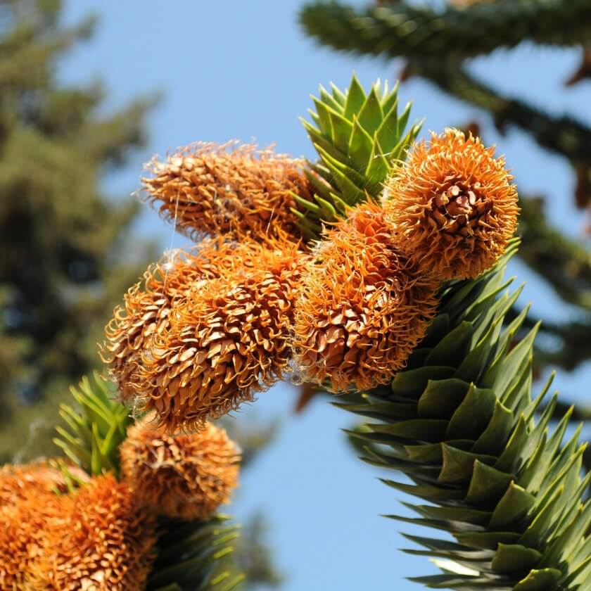 Andentanne / Araucaria araucana