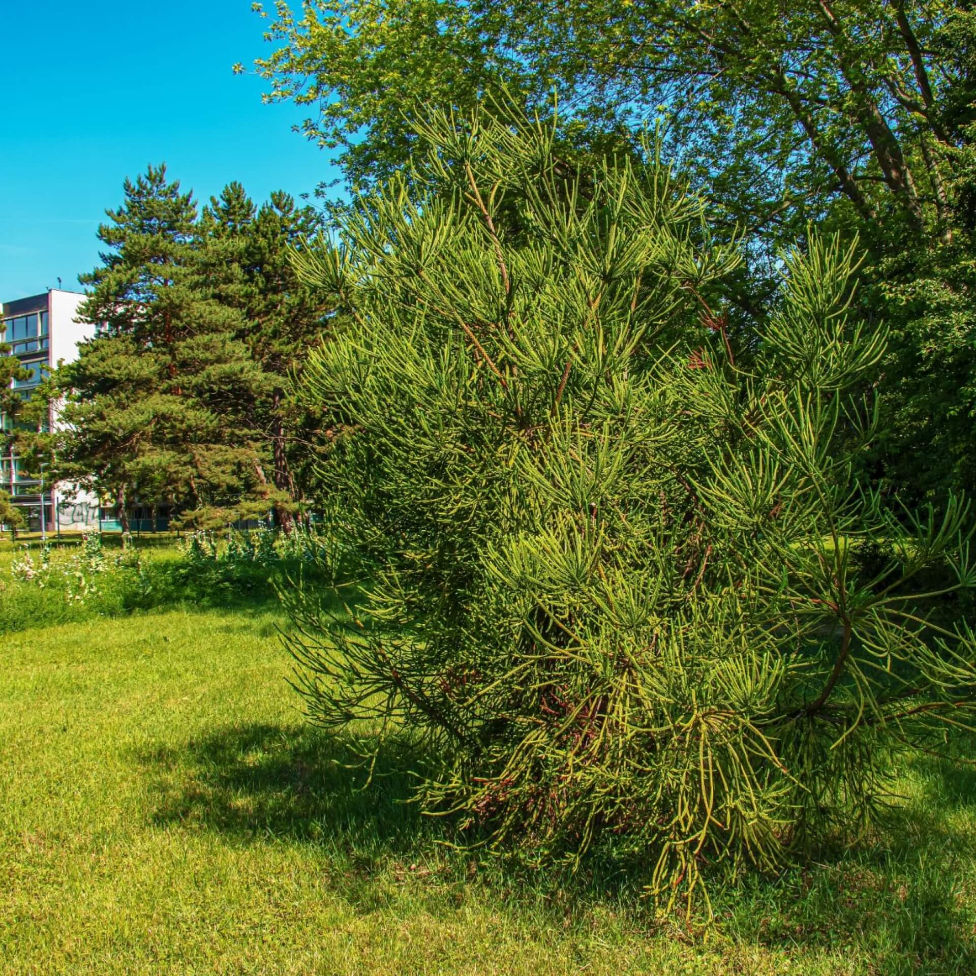 Andentanne (Araucaria araucana)