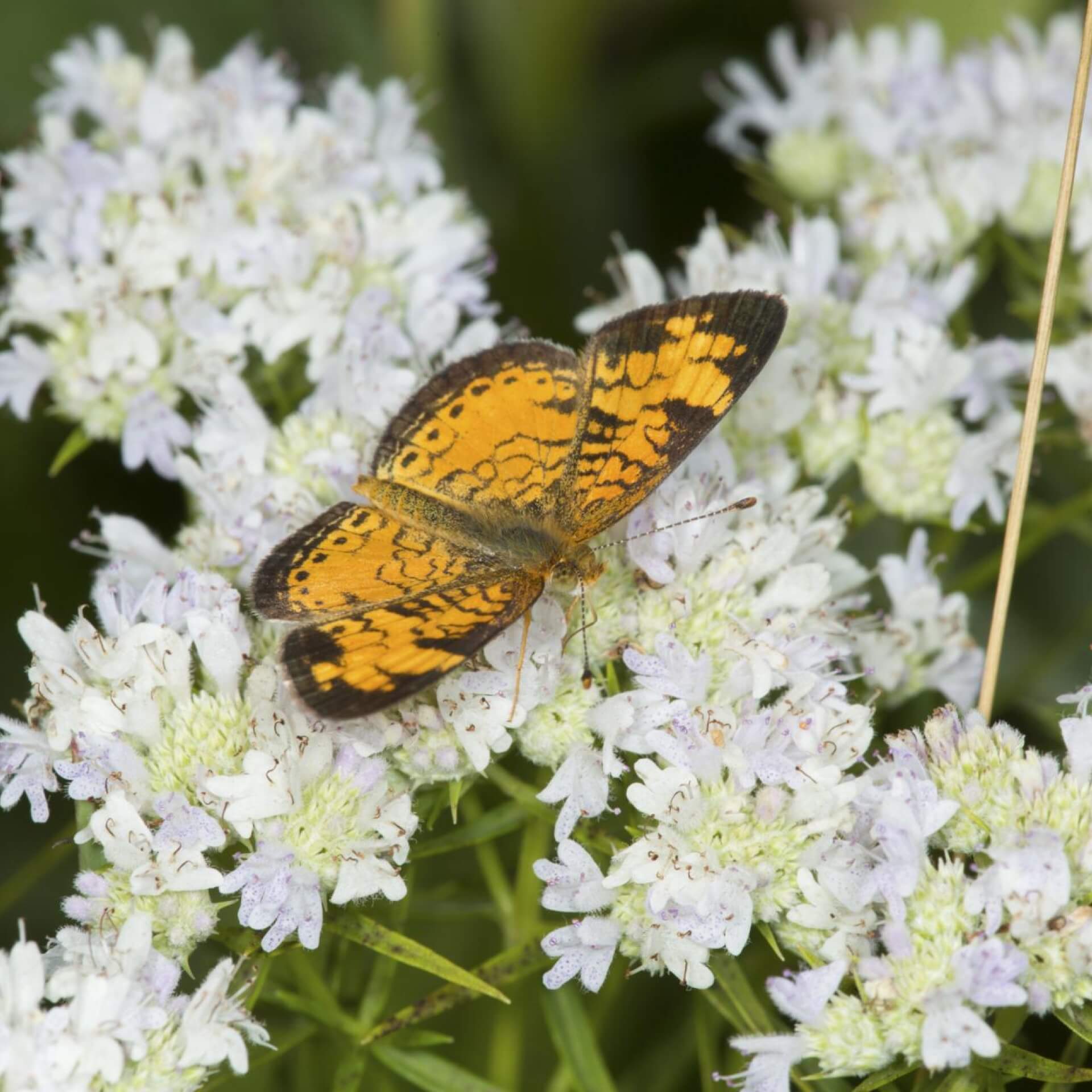 Langblättrige Scheinbergminze (Pycnanthemum tenuifolium)