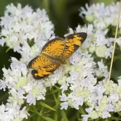 Foto von Langblättrige Scheinbergminze (Pycnanthemum tenuifolium)
