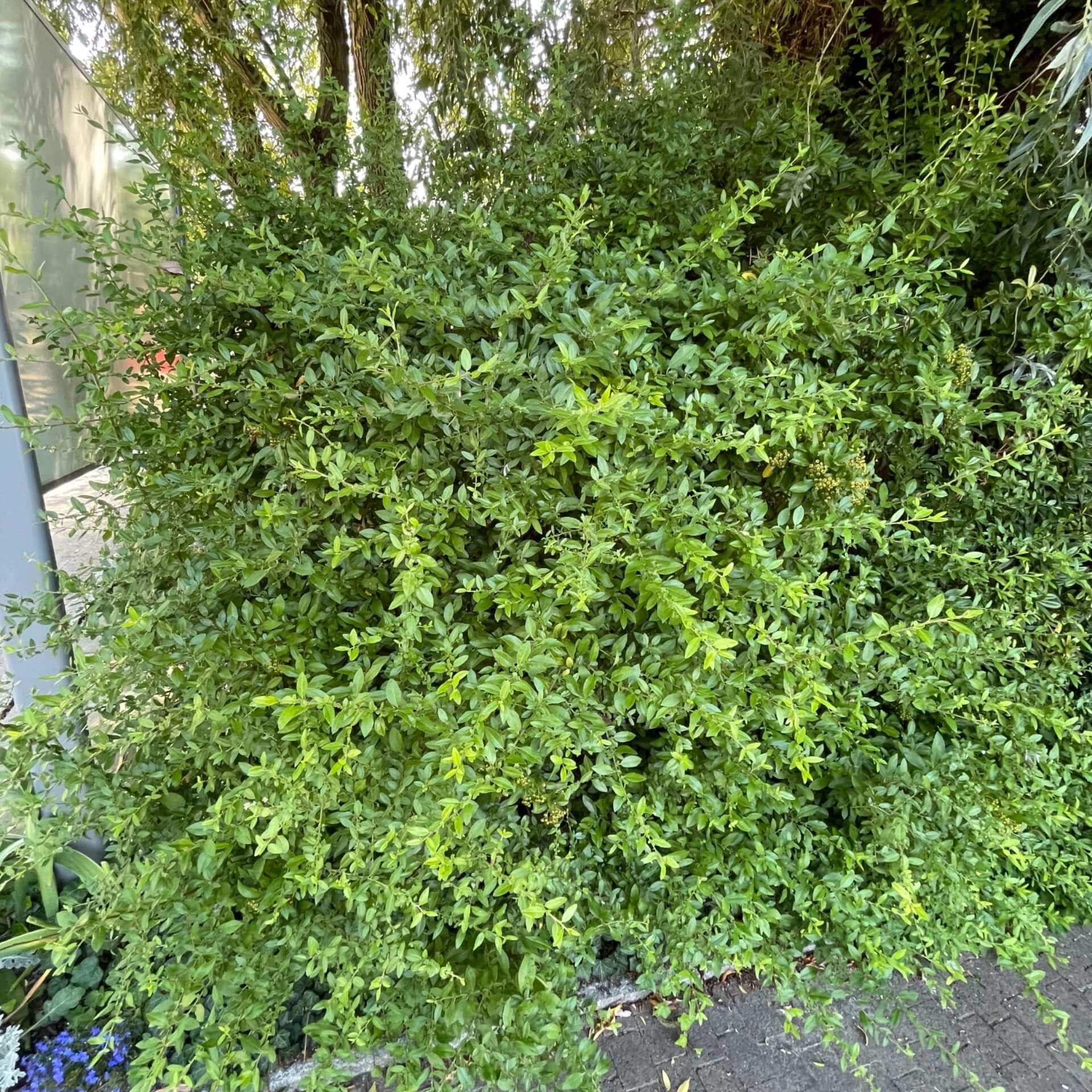 Mittelmeer-Feuerdorn (Pyracantha coccinea)