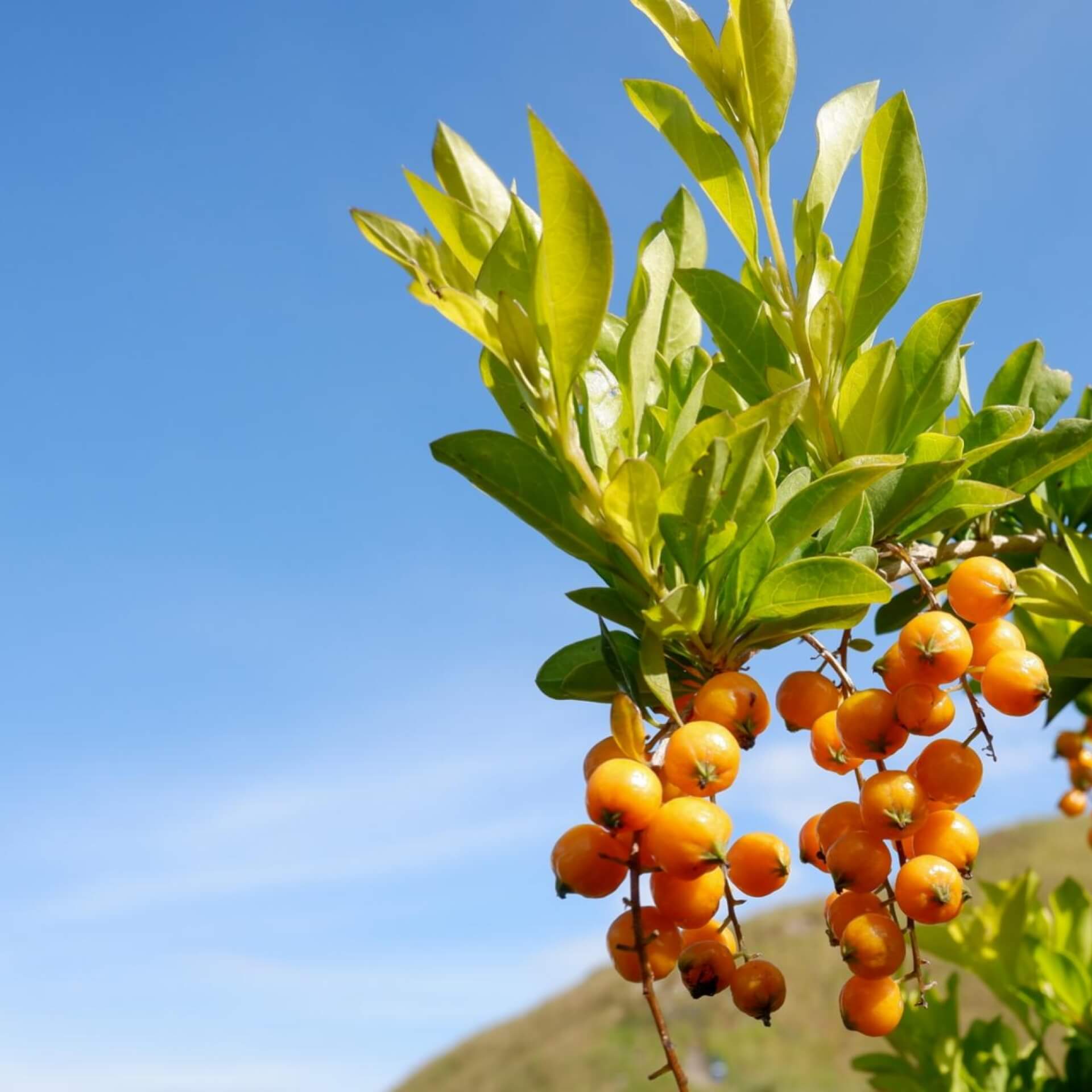 Feuerdorn 'Golden Charmer' (Pyracantha coccinea 'Golden Charmer')