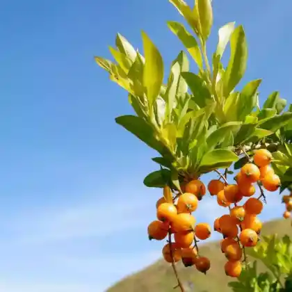 Foto von Feuerdorn 'Golden Charmer' (Pyracantha coccinea 'Golden Charmer')