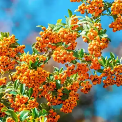 Foto von Feuerdorn 'Orange Charmer' (Pyracantha coccinea 'Orange Charmer')