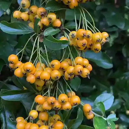Foto von Feuerdorn 'Orange Glow' (Pyracantha coccinea 'Orange Glow')