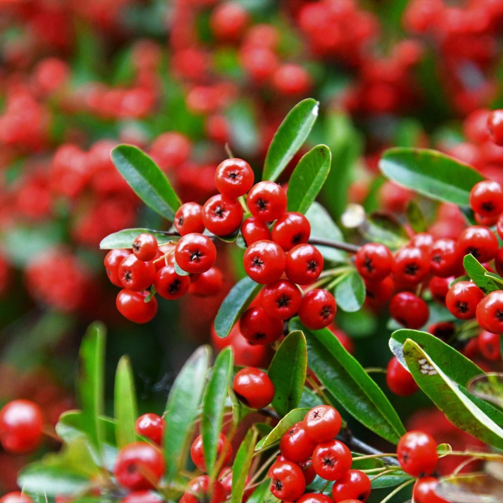 Feuerdorn 'Red Column' (Pyracantha coccinea 'Red Column')