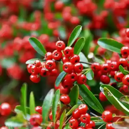 Foto von Feuerdorn 'Red Column' (Pyracantha coccinea 'Red Column')