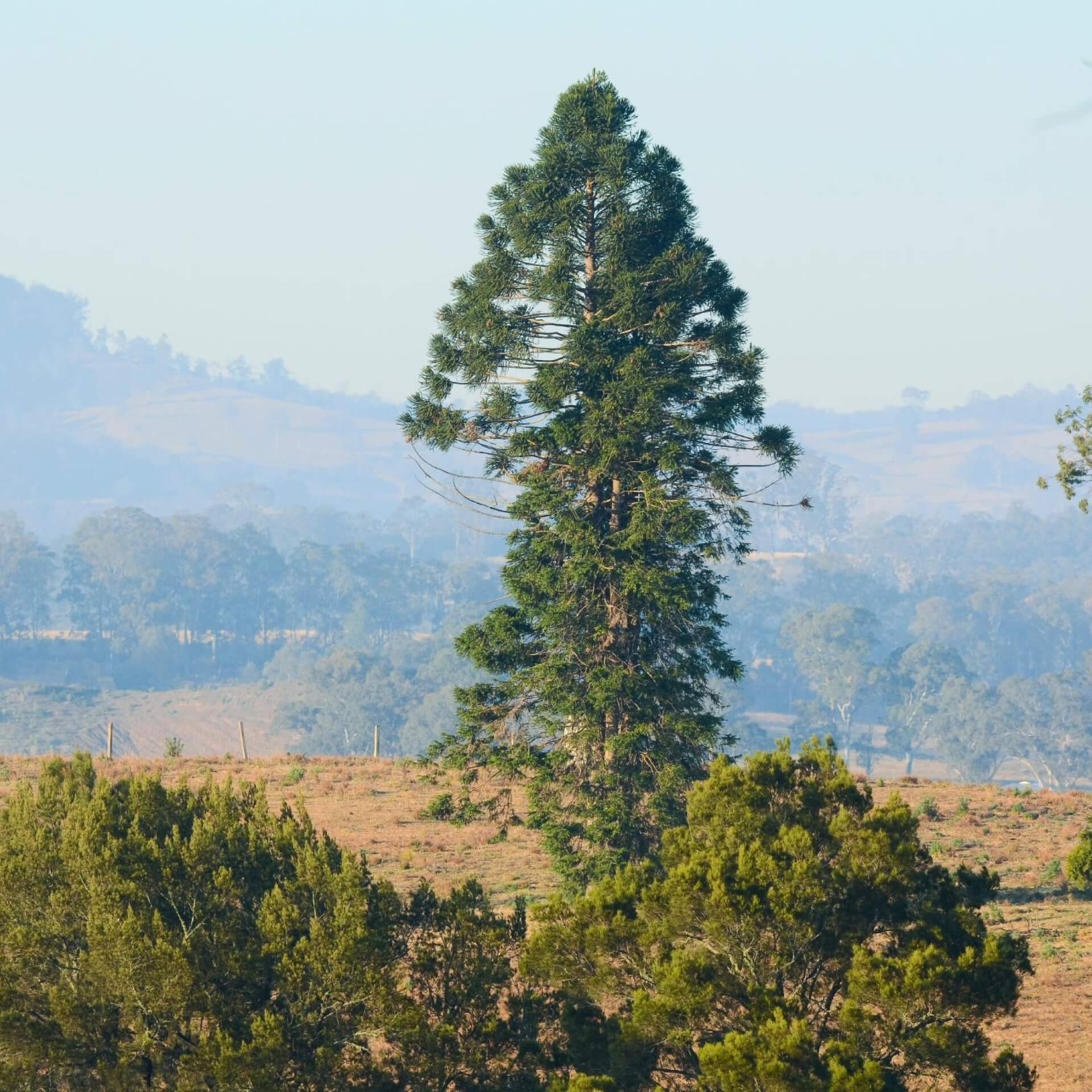 Queensland-Araukarie (Araucaria bidwillii)