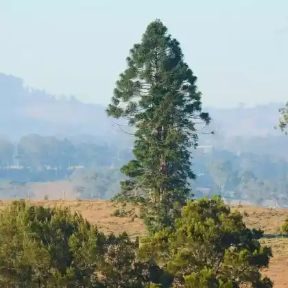 Foto von Queensland-Araukarie (Araucaria bidwillii)