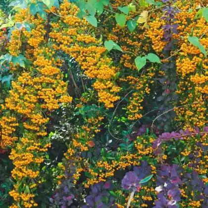 Foto von Feuerdorn 'Soleil d'Or' (Pyracantha coccinea 'Soleil d'Or')