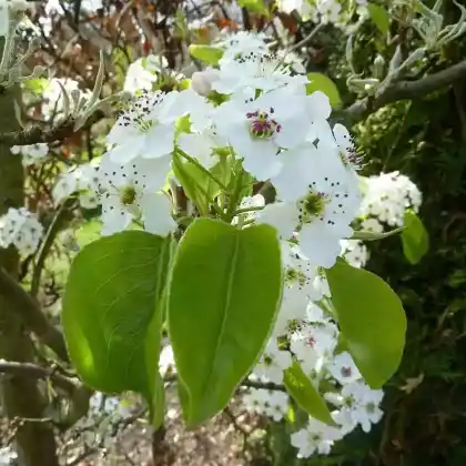 Foto von Chinesische Birne 'Chanticleer' (Pyrus calleryana 'Chanticleer')