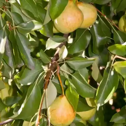 Foto von Kultur-Birne (Pyrus communis)