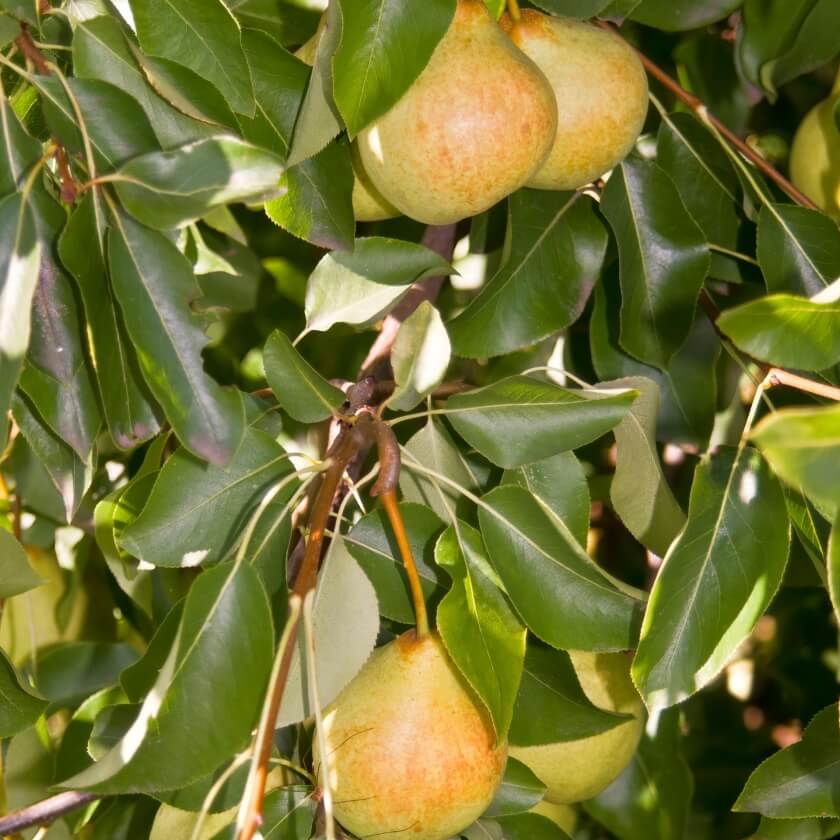 KulturBirne / Pyrus communis
