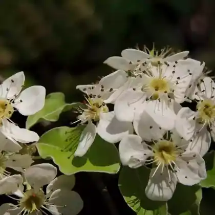 Foto von Schneebirne (Pyrus nivalis)