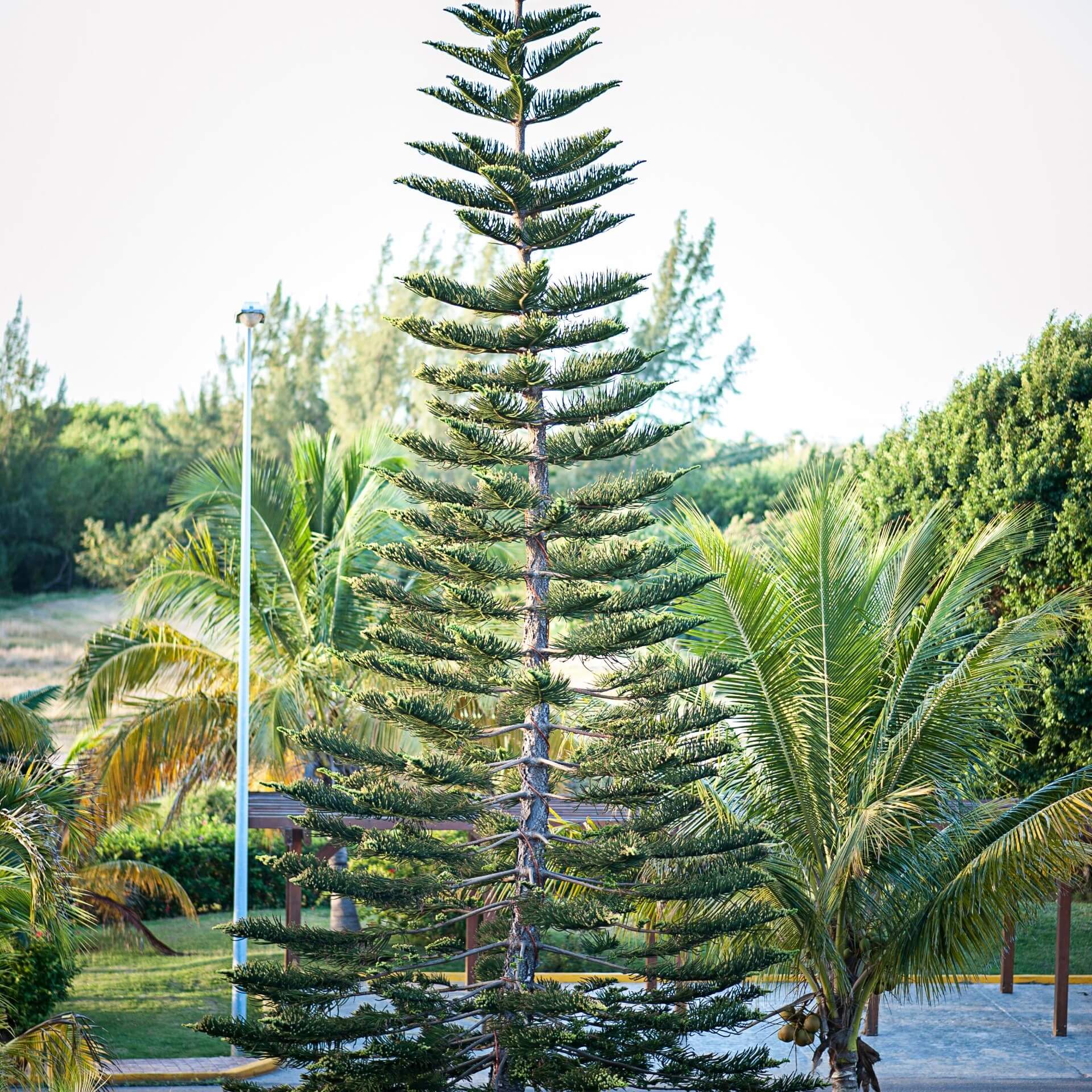 Säulen-Araukarie (Araucaria columnaris)