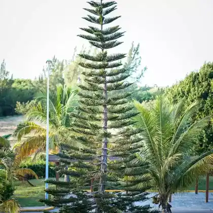 Foto von Säulen-Araukarie (Araucaria columnaris)