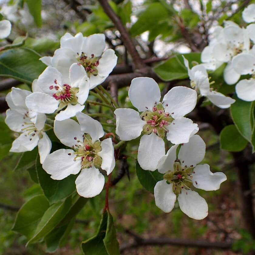 Wildbirne / Pyrus pyraster