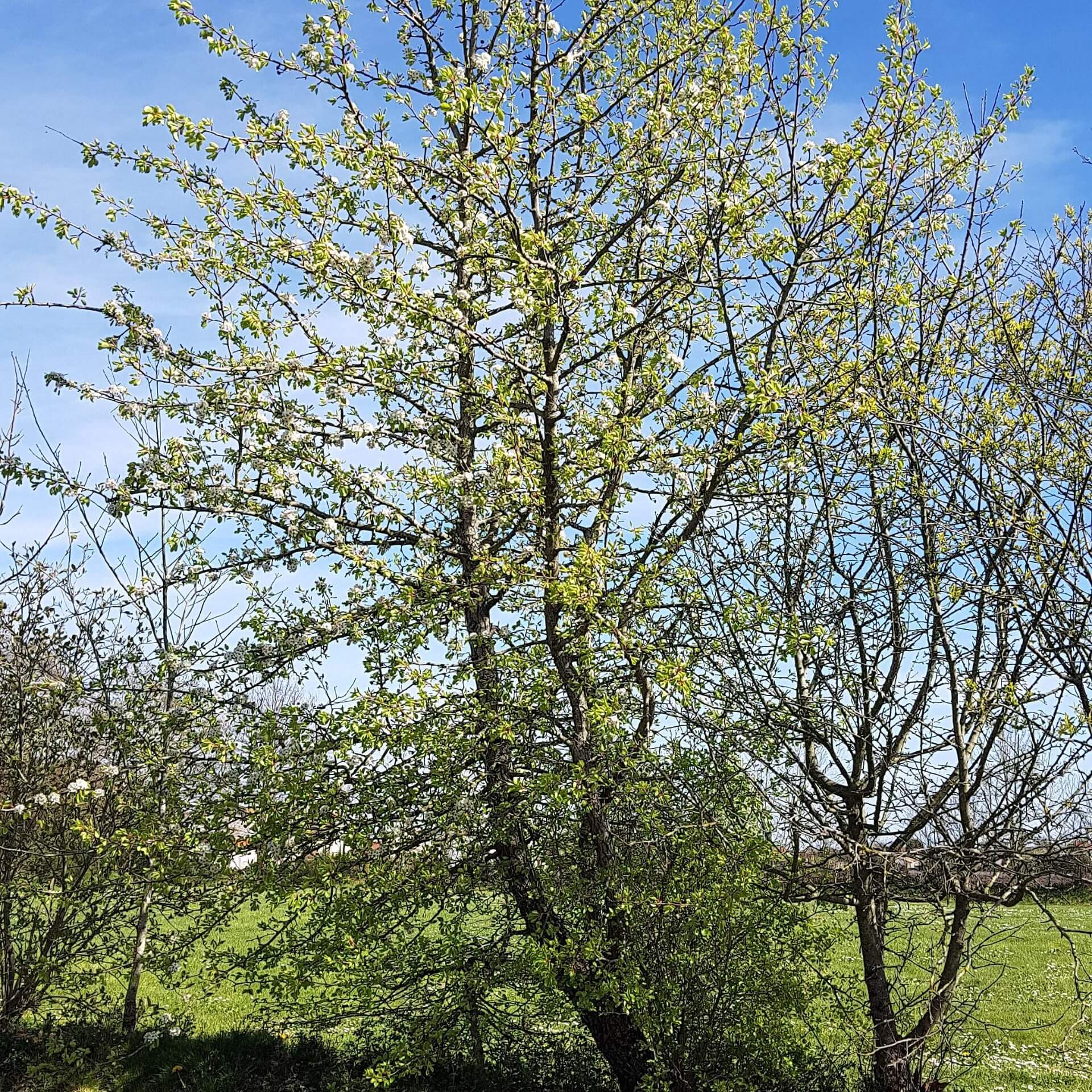 Wildbirne (Pyrus pyraster)