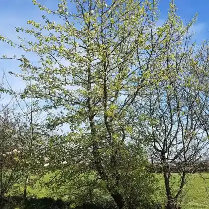 Foto von Wildbirne (Pyrus pyraster)