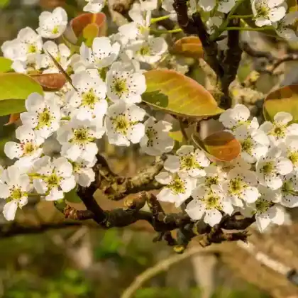Foto von Nashi-Birne (Pyrus pyrifolia)