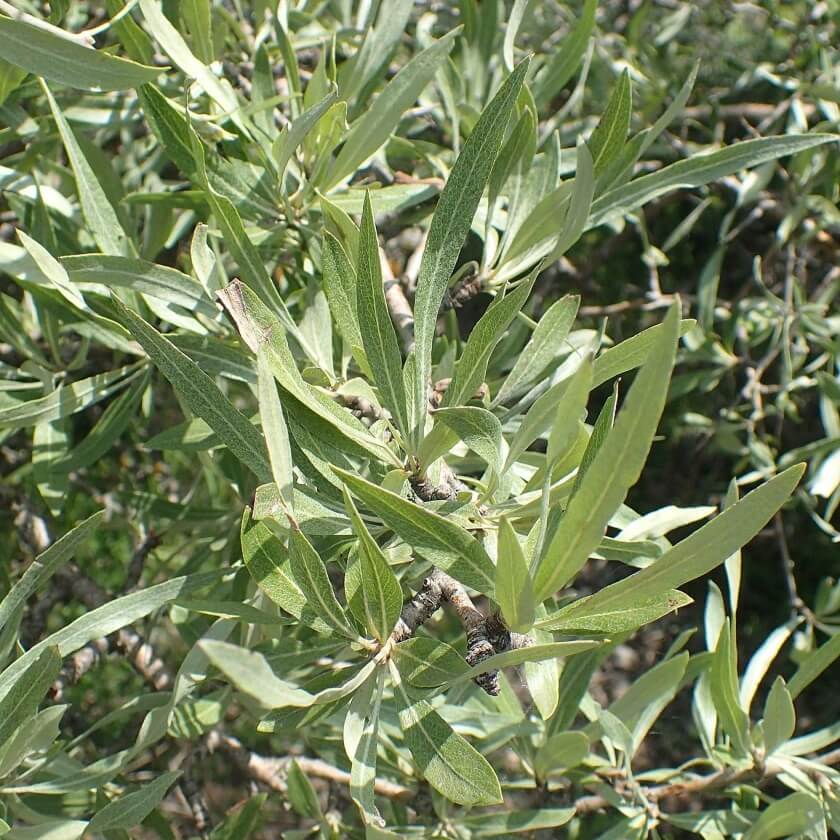 Weidenblättrige Birne / Pyrus salicifolia