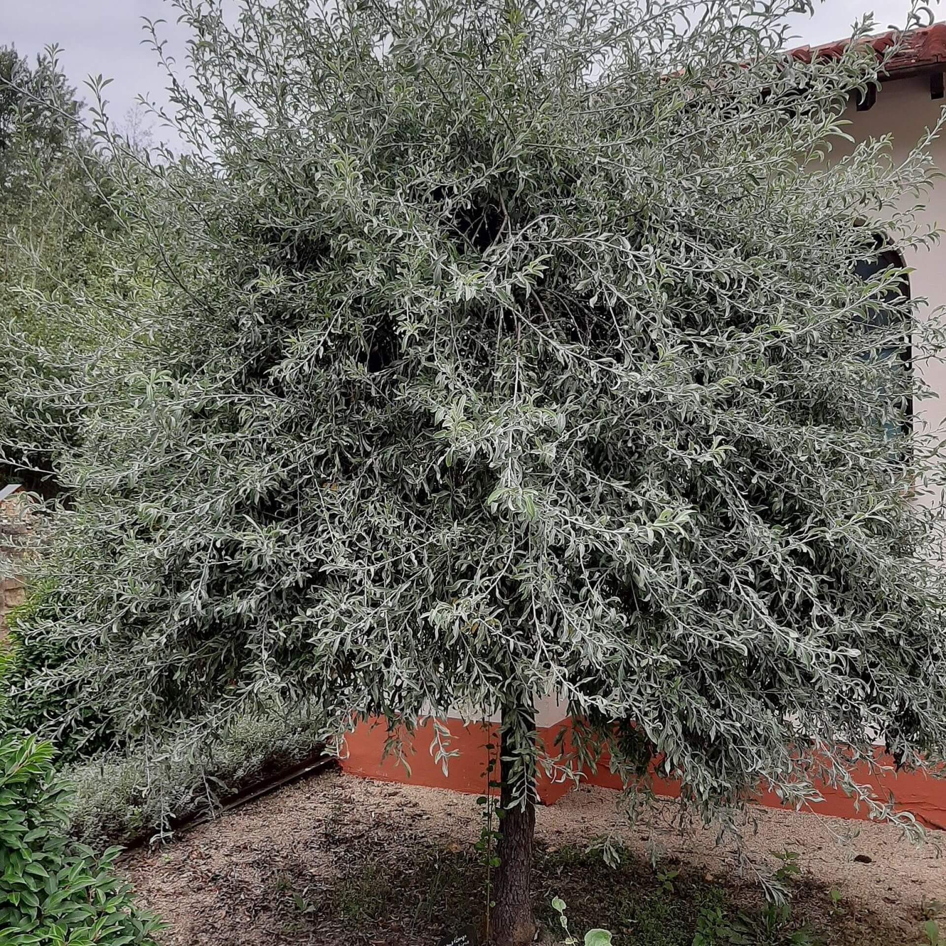 Weidenblättrige Birne (Pyrus salicifolia)