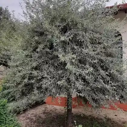Foto von Weidenblättrige Birne (Pyrus salicifolia)