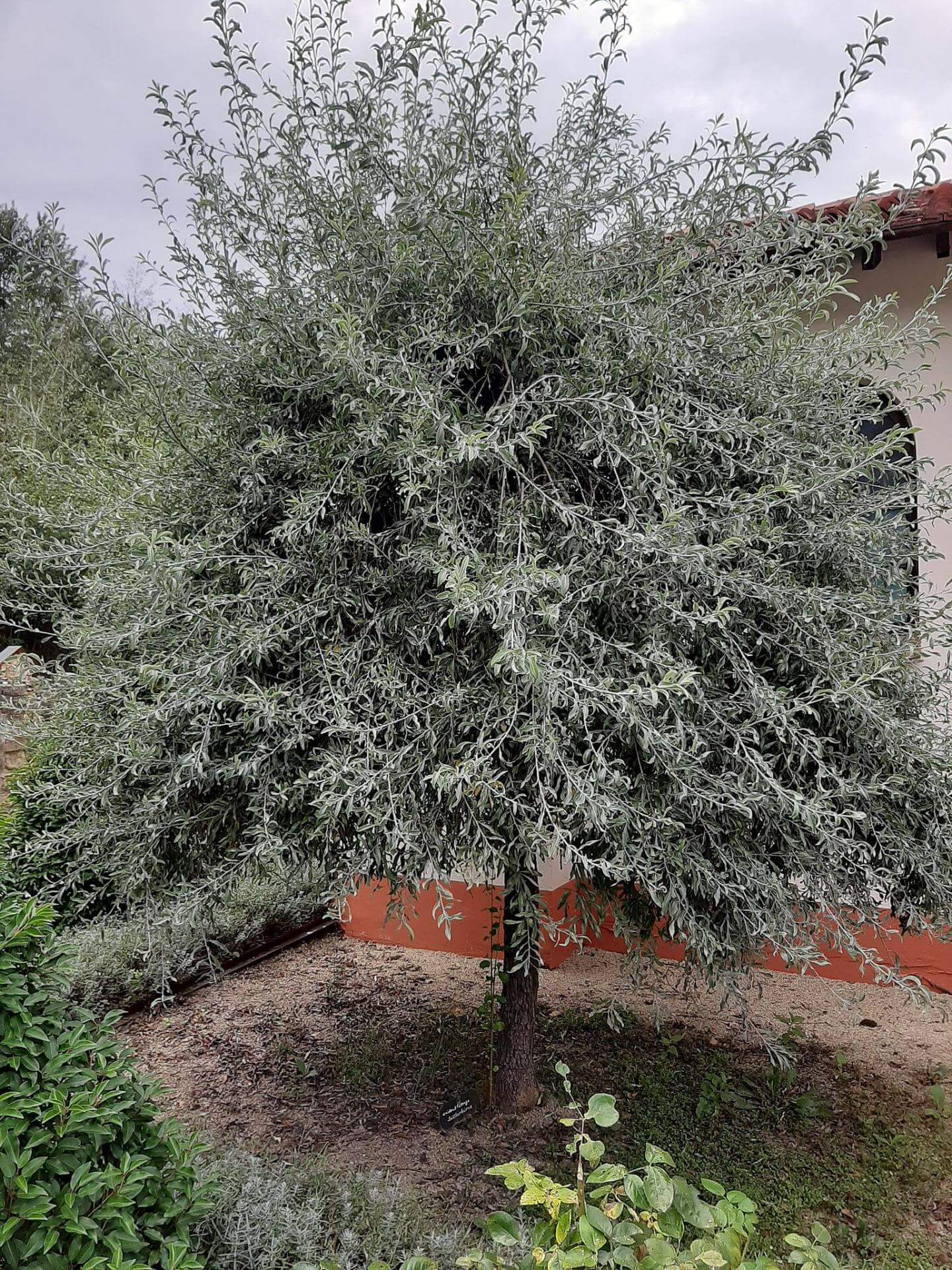 Weidenblättrige Birne / Pyrus salicifolia