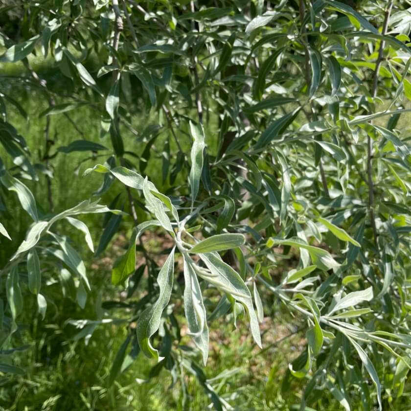 Hängende Wildbirne 'Pendula' / Pyrus salicifolia 'Pendula'