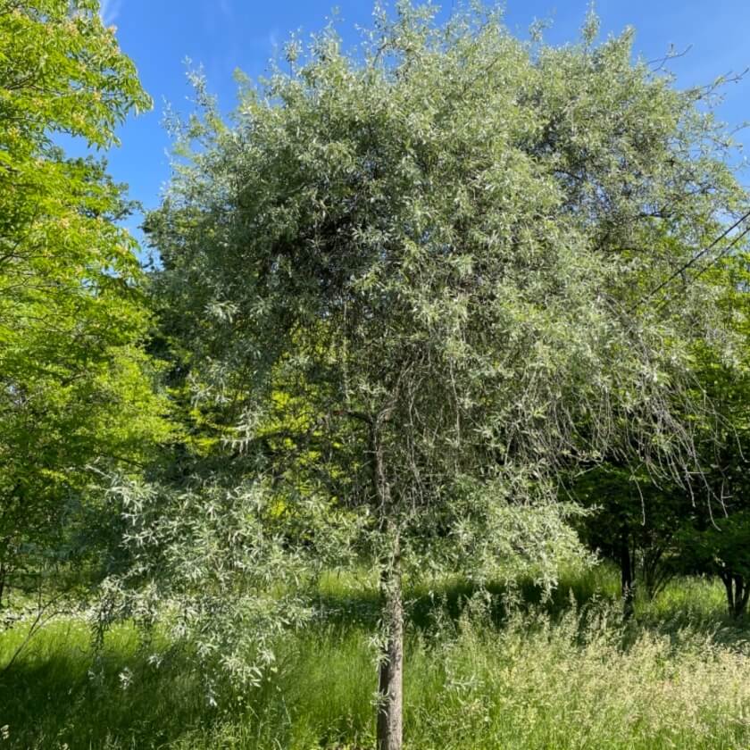 Hängende Wildbirne 'Pendula' / Pyrus salicifolia 'Pendula'
