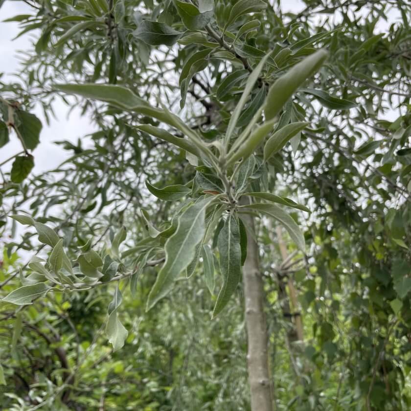 Hängende Wildbirne 'Pendula' / Pyrus salicifolia 'Pendula'