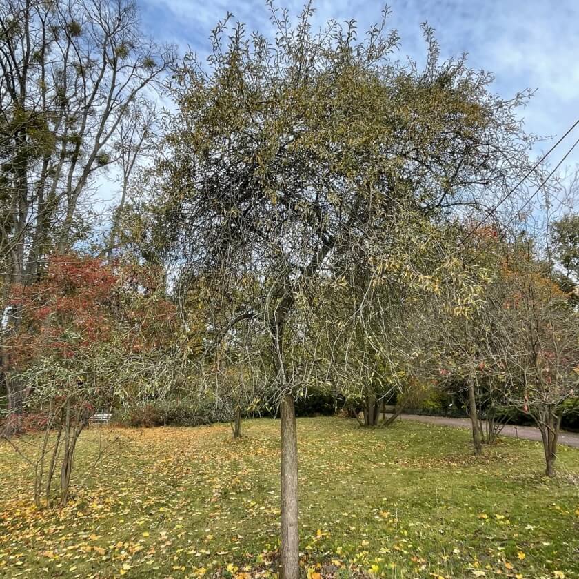 Hängende Wildbirne 'Pendula' / Pyrus salicifolia 'Pendula'