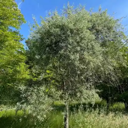 Foto von Hängende Wildbirne 'Pendula' (Pyrus salicifolia 'Pendula')