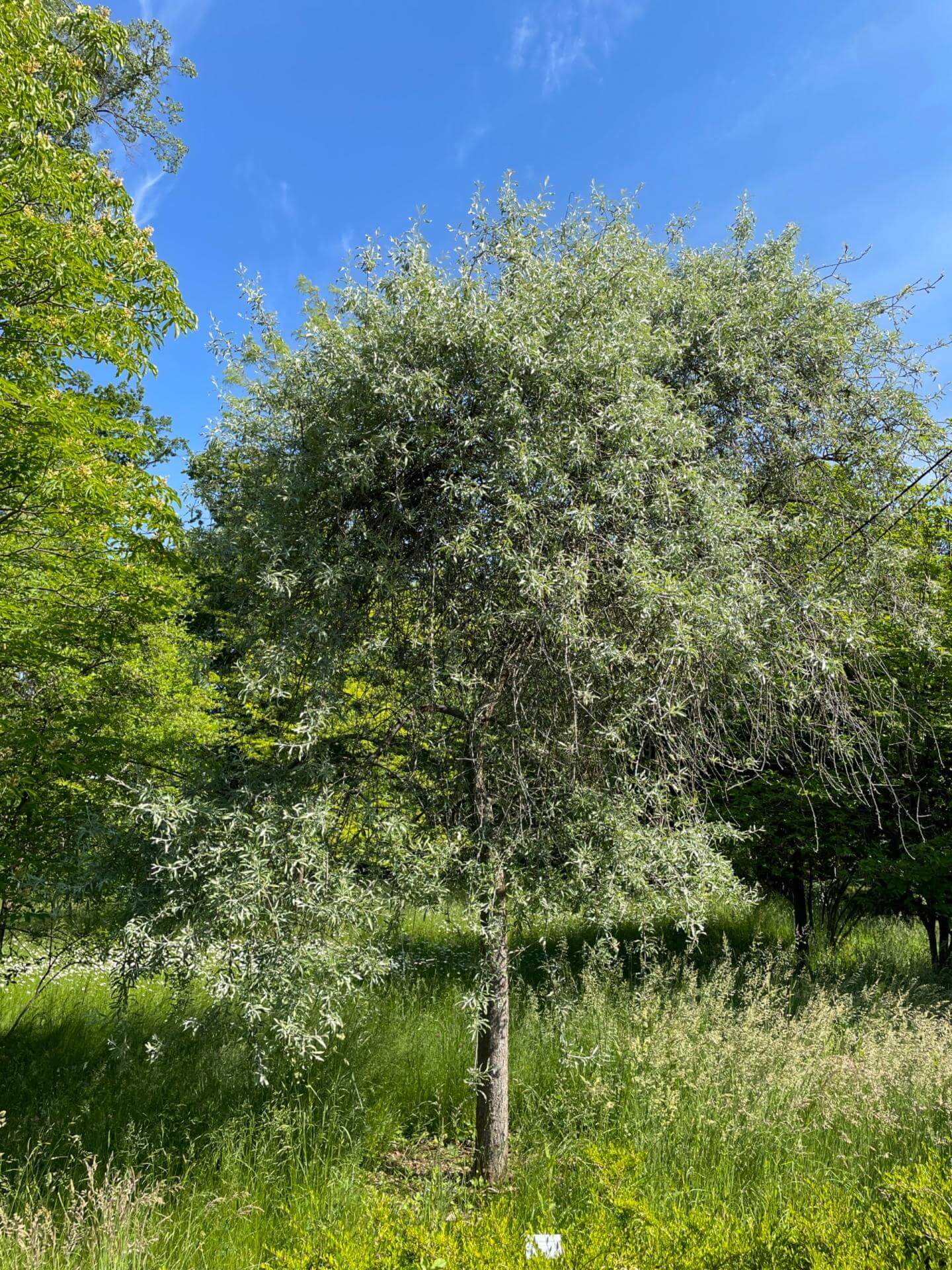 Hängende Wildbirne 'Pendula' / Pyrus salicifolia 'Pendula'