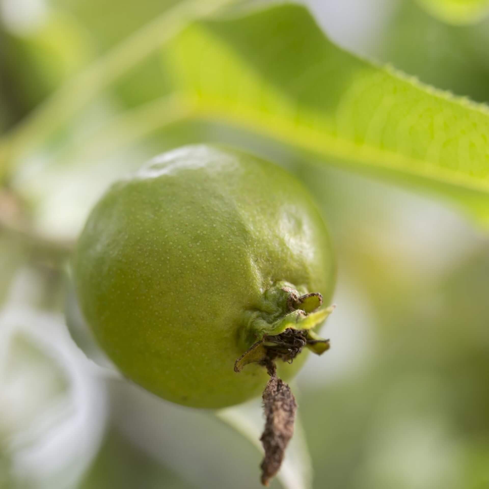 Ussuri-Birne (Pyrus ussuriensis)