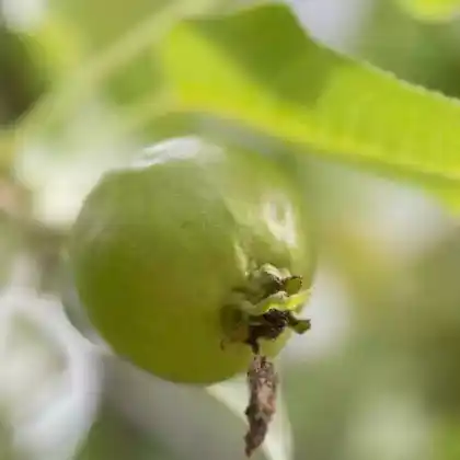 Foto von Ussuri-Birne (Pyrus ussuriensis)
