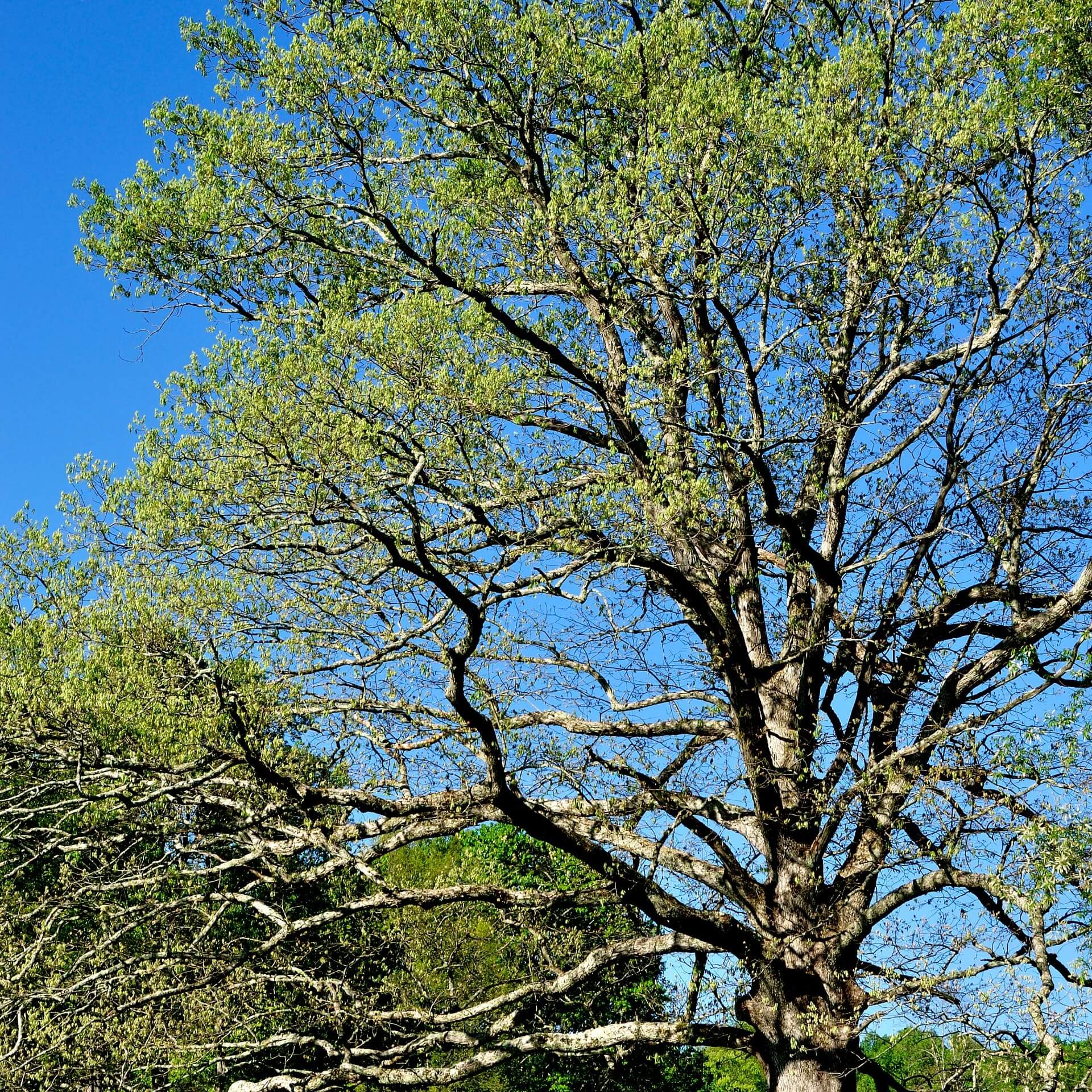 Weiß-Eiche (Quercus alba)