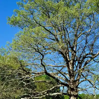 Foto von Weiß-Eiche (Quercus alba)