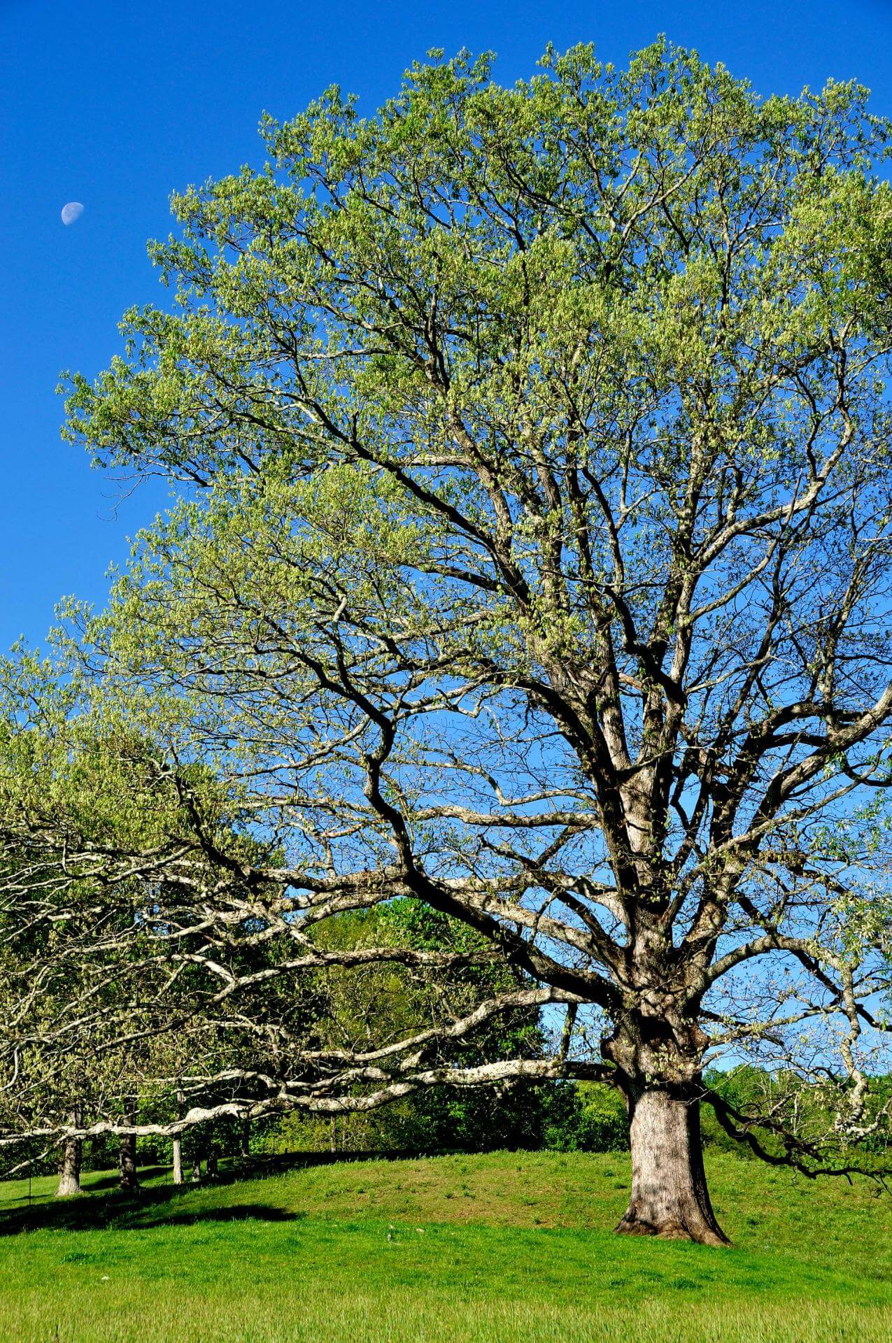 WeißEiche / Quercus alba