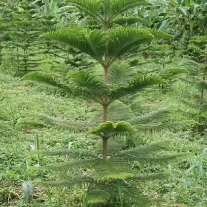 Foto von Cunninghams Araukarie (Araucaria cunninghamii)