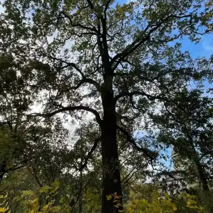 Foto von Zerr-Eiche (Quercus cerris)