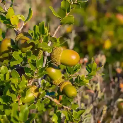 Foto von Kermes-Eiche (Quercus coccifera)