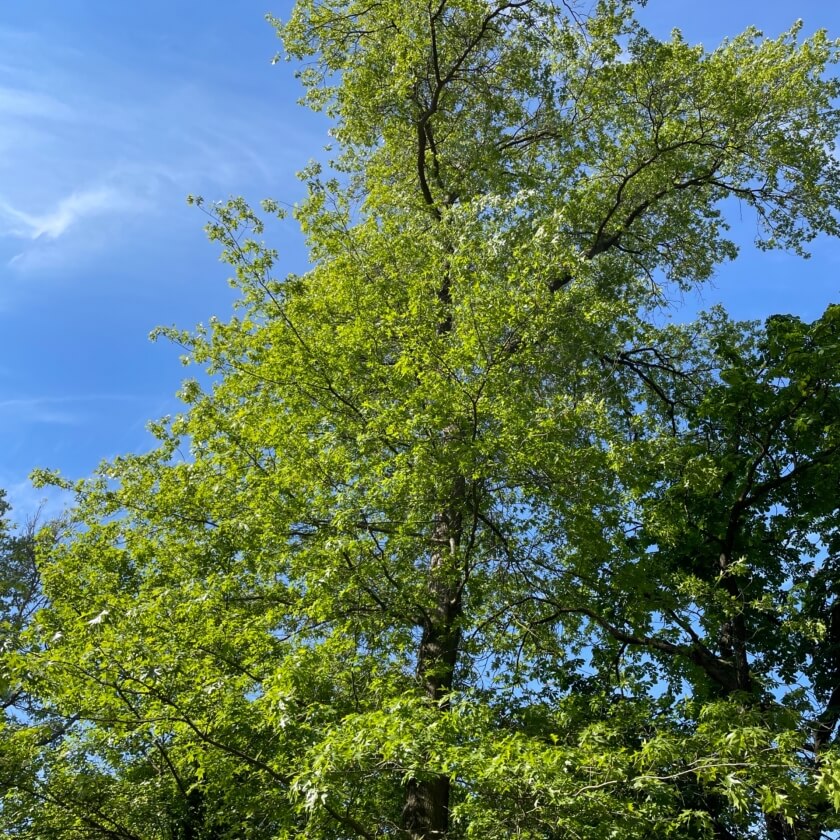 ScharlachEiche / Quercus coccinea