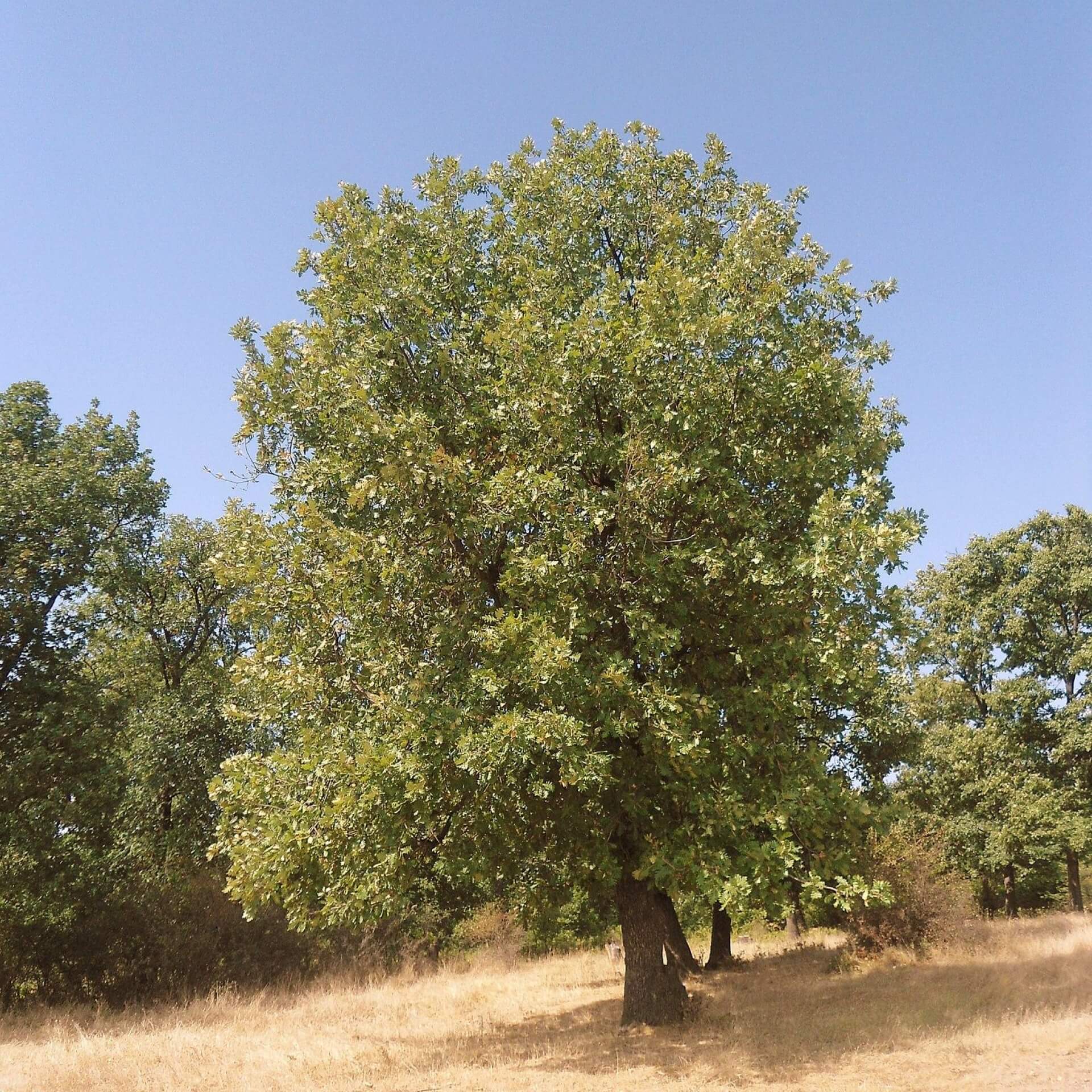 Ungarische Eiche (Quercus frainetto)