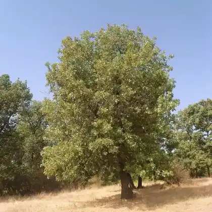 Foto von Ungarische Eiche (Quercus frainetto)