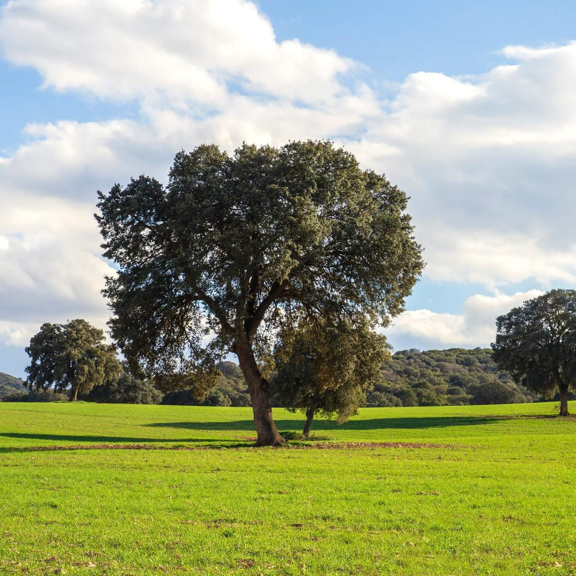 Stein-Eiche (Quercus ilex)