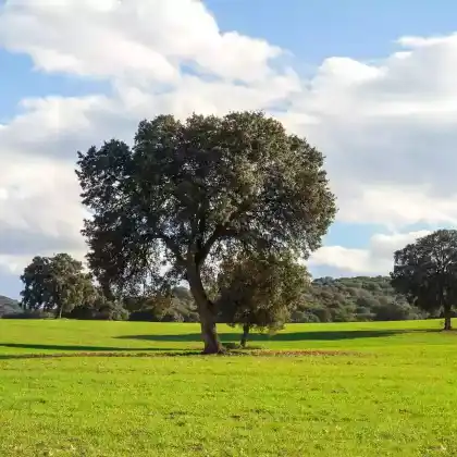 Foto von Stein-Eiche (Quercus ilex)