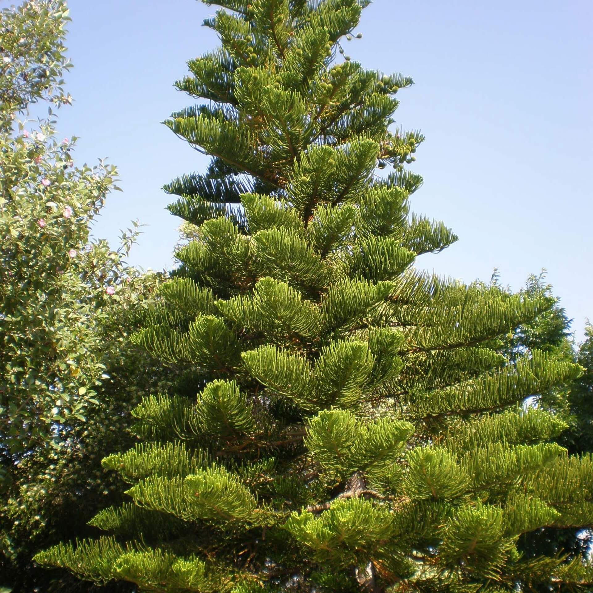 Norfolktanne (Araucaria heterophylla)