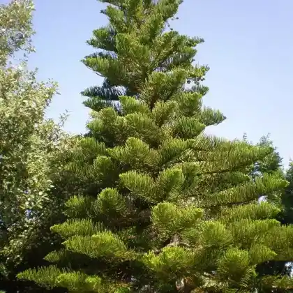 Foto von Norfolktanne (Araucaria heterophylla)