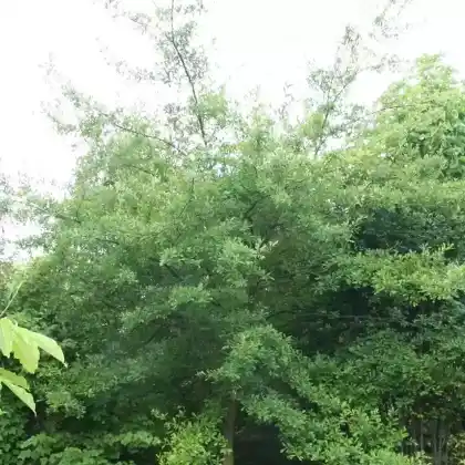 Foto von Wasser-Eiche (Quercus nigra)